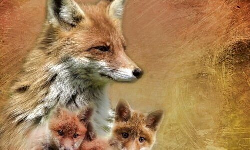 Foxes – Sunday’s Outdoor Daily Jigsaw Puzzle