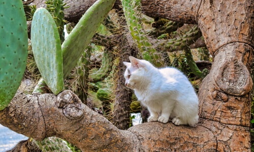 The Cat In Cactus – Friday’s Daily Jigsaw Puzzle