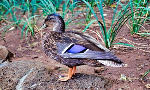 Duck! – Saturday’s Daily Jigsaw Puzzle