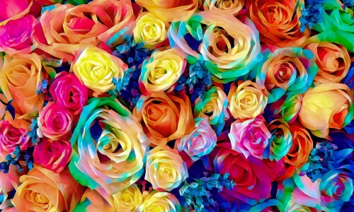 Roses – A Riot Of Color