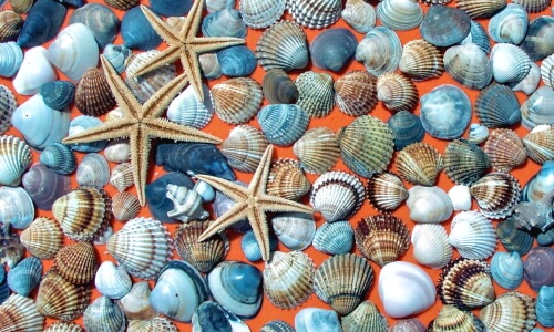 Mussel Shells – Tuesday’s Daily Jigsaw Puzzle