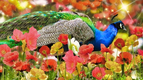 Peacock – Friday’s Beautiful Bird Jigsaw Puzzle