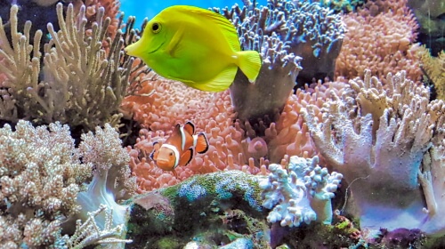 Under The Sea – Monday’s Daily Jigsaw Puzzle