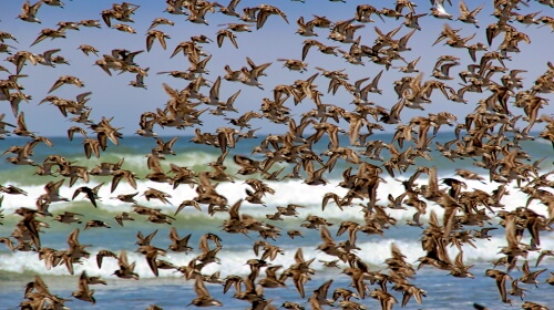 Flock Of Birds – Wednesday’s Daily Jigsaw Puzzle