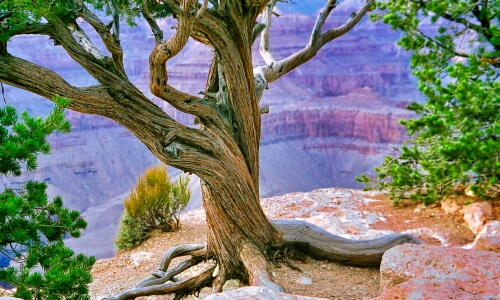 The Grand Canyon – Saturday’s Daily Jigsaw Puzzle