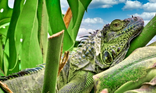 Reptile – Wednesday’s Daily Jigsaw Puzzle