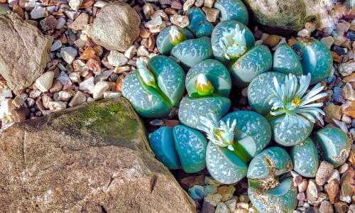 Plants and Rocks – Tuesday’s Daily Jigsaw Puzzle