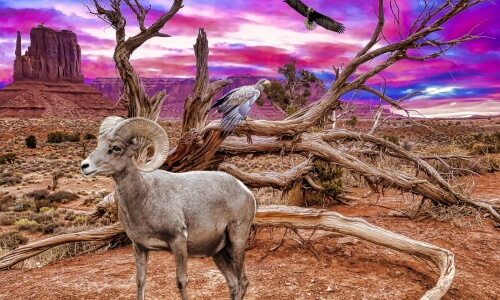Life In The Desert – Friday’s Free Daily Jigsaw Puzzle