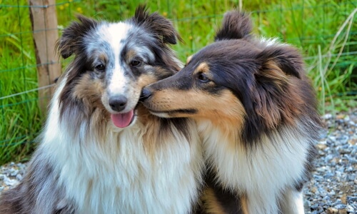 Two Dogs – Saturday’s Daily Jigsaw Puzzle