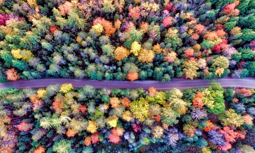 Road Between The Trees – Tuesday’s Daily Jigsaw Puzzle