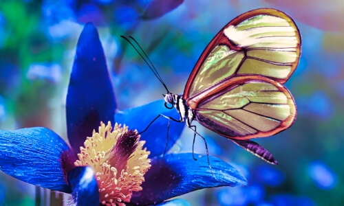 The Butterfly – Monday’s Free Daily Jigsaw Puzzle