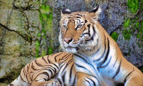 Tiger In The Woods – Wednesday’s Daily Jigsaw Puzzle