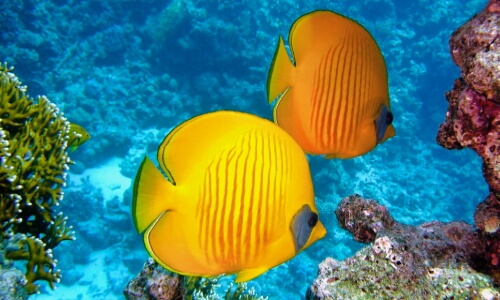 Lemon Butterfly Fish – Thursday’s Daily Jigsaw Puzzle