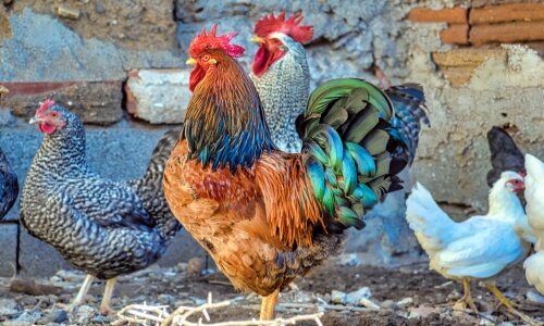 Rooster – Saturday’s Daily Jigsaw Puzzle
