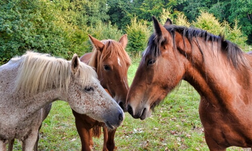 Three Horses – Saturday’s Daily Jigsaw Puzzle