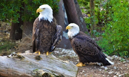 The Eagles – Friday’s Free Daily Jigsaw Puzzle