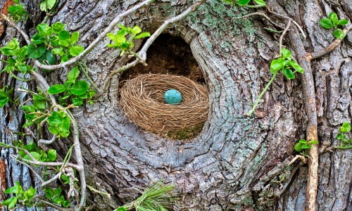 The Birds Nest – Friday’s Free Daily Jigsaw Puzzle