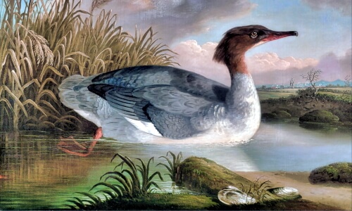 Duck Painting by Robert Wilkinson Padley