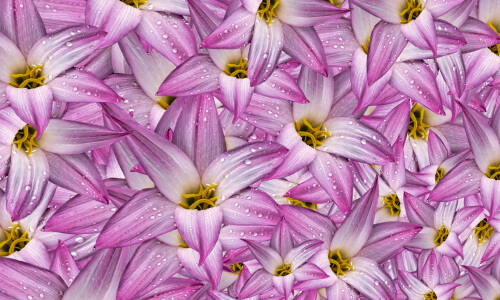 tough flowers jigsaw puzzle graphic image