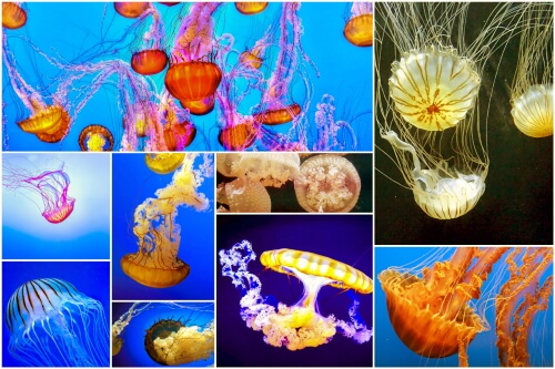 The Wonderful World Of Jellyfish