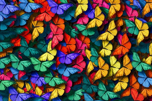 Butterflies – Wednesday’s Daily Jigsaw Puzzle
