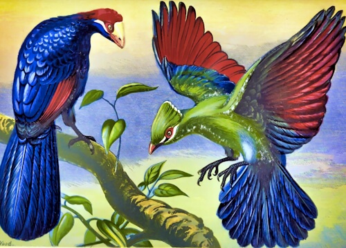 Biodiversity Birds