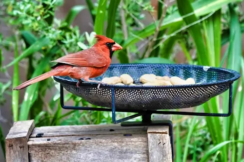 The Cardinal – Monday’ Daily Jigsaw Puzzle