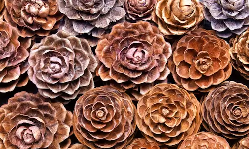 Larch Pine Cones – Monday’s Daily Jigsaw Puzzle