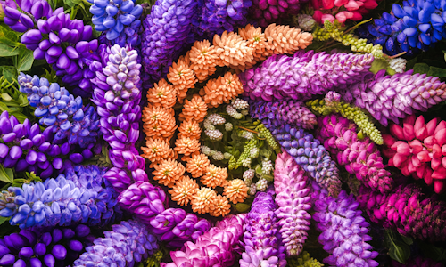 Lupines – Thursday’s Daily Jigsaw Puzzle