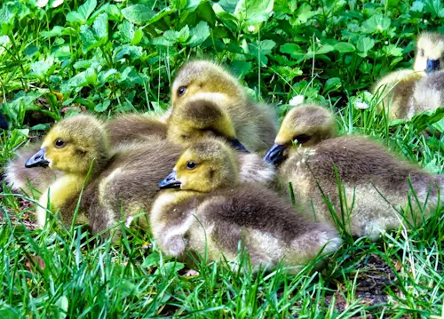 Baby Ducks – Monday’s Daily Jigsaw Puzzle
