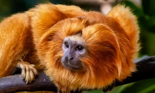 Lion Tamarin – Friday’s Jigsaw Puzzle