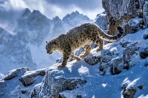 Friday’s Jigsaw Puzzle – Snow Leopard