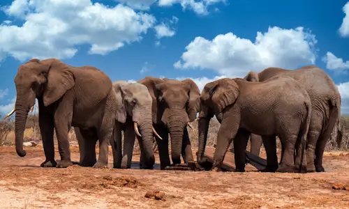 Elephants – Tuesday’s Daily Jigsaw Puzzle