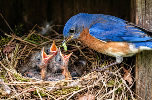 Jigsaw Puzzle Assignment – Feed The Baby Birds
