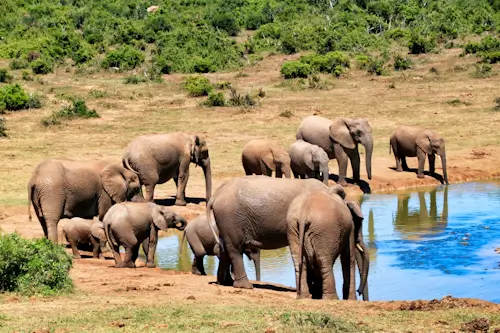 Elephants – Wednesday’s Jigsaw Puzzle