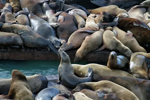 Sunday’s Sea Lions Jigsaw Puzzle